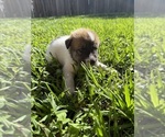 Small #21 Ausky-Great Pyrenees Mix