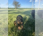 Small Photo #3 Doberman Pinscher Puppy For Sale in JACKSON CENTER, OH, USA