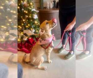 Mutt Dogs for adoption in Pompano Beach , FL, USA