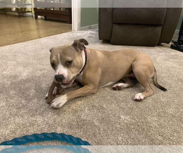 Medium Photo #1 American Bulldog-Unknown Mix Puppy For Sale in Woodland, CA, USA