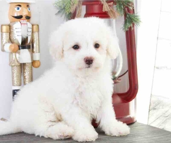 Medium Photo #1 Bichon Frise Puppy For Sale in RED LION, PA, USA
