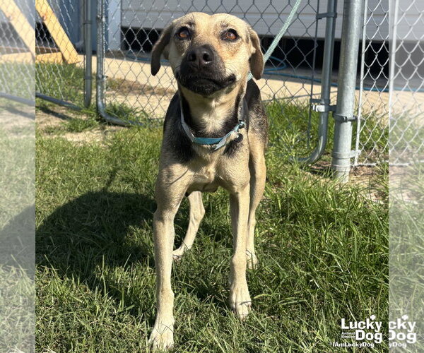 Medium Photo #1 Labrador Retriever-Unknown Mix Puppy For Sale in Washington, DC, USA