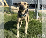 Small Labrador Retriever Mix