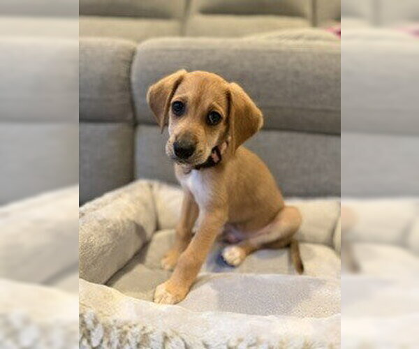 Medium Photo #1 Mutt Puppy For Sale in Springdale, PA, USA