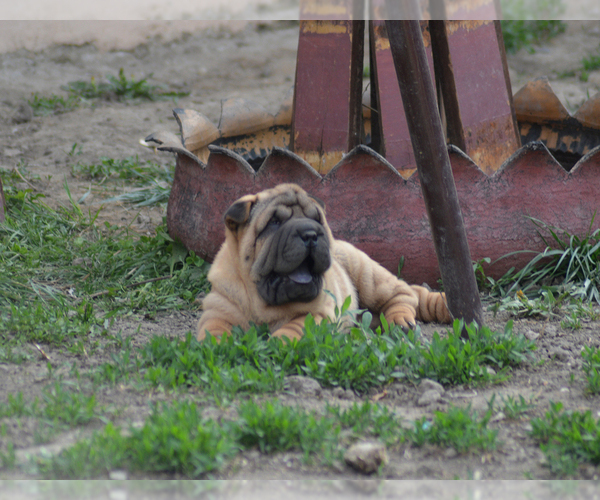Medium Photo #2 Chinese Shar-Pei Puppy For Sale in Novo Milosevo, Vojvodina, Serbia