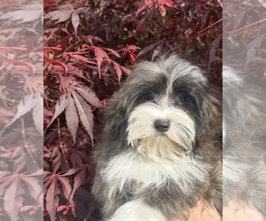 Havanese Puppy for sale in LIVONIA, MI, USA