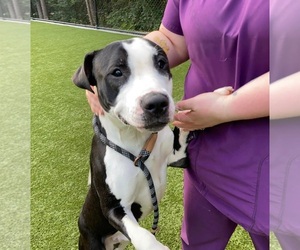 American Staffordshire Terrier-Unknown Mix Dogs for adoption in columbia, SC, USA