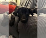 Small #2 Labrador Retriever Mix
