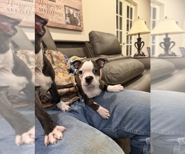 Medium Photo #1 Boston Terrier Puppy For Sale in FREDONIA, KS, USA