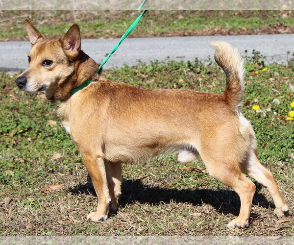 Medium Photo #3 Mutt Puppy For Sale in Prattville, AL, USA