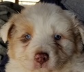 Small Photo #1 Australian Shepherd Puppy For Sale in PORTLAND, IN, USA