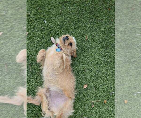 Medium Photo #3 Shih Tzu-Unknown Mix Puppy For Sale in Plantation, FL, USA