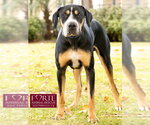 Small #11 Greater Swiss Mountain Dog