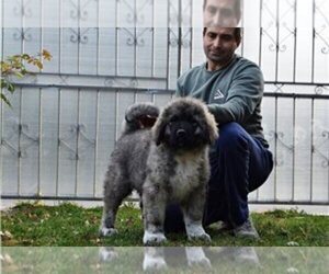 Caucasian Shepherd Dog Puppy for sale in HEMPSTEAD, NY, USA