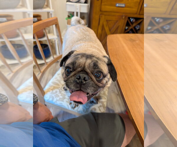 Medium Photo #5 Pug Puppy For Sale in Indianapolis, IN, USA