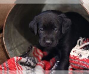 Labrador Retriever Puppy for Sale in MORRILL, Kansas USA