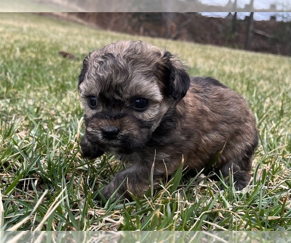 Medium Photo #4 Zuchon Puppy For Sale in WELLS, ME, USA