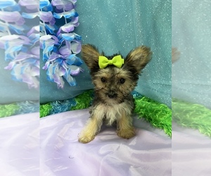 Morkie Puppy for sale in LANCASTER, MO, USA
