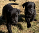 Small Photo #5 Labrador Retriever Puppy For Sale in ATHENS, GA, USA