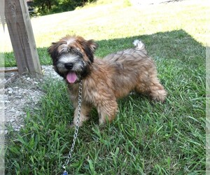 Soft Coated Wheaten Terrier Puppy for sale in BARNESVILLE, KS, USA