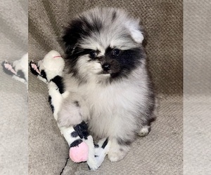 Pomeranian Puppy for sale in PORTLAND, ME, USA
