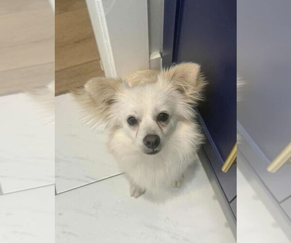 Medium Photo #1 Paperanian Puppy For Sale in Princeton, MN, USA