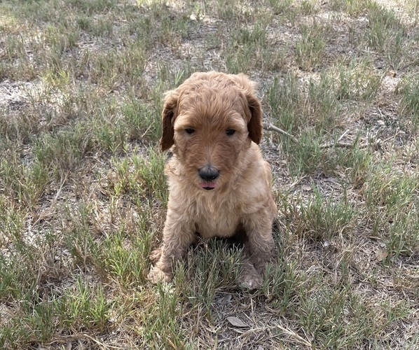 Medium Photo #1 Goldendoodle Puppy For Sale in HALLETTSVILLE, TX, USA