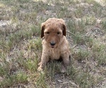 Small Photo #1 Goldendoodle Puppy For Sale in HALLETTSVILLE, TX, USA
