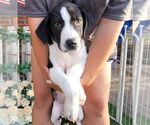 Small #11 Great Pyrenees