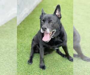 Sadie - Female Labrador Retriever-Unknown Mix Dog for Adoption - Photo #6