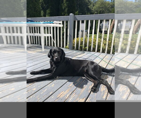 Medium Photo #2 Labrador Retriever-Unknown Mix Puppy For Sale in Brewster, NY, USA