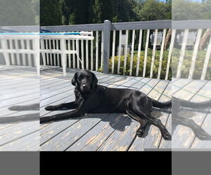 Luna 2 (TX) - Female Labrador Retriever-Unknown Mix Dog for Adoption - Photo #2