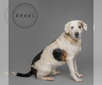 Small #1 Treeing Walker Coonhound Mix