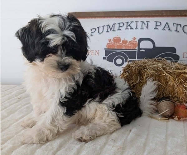Medium Photo #86 ShihPoo Puppy For Sale in GOSHEN, IN, USA