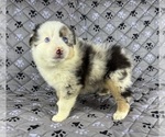 Puppy Girl Two Australian Shepherd
