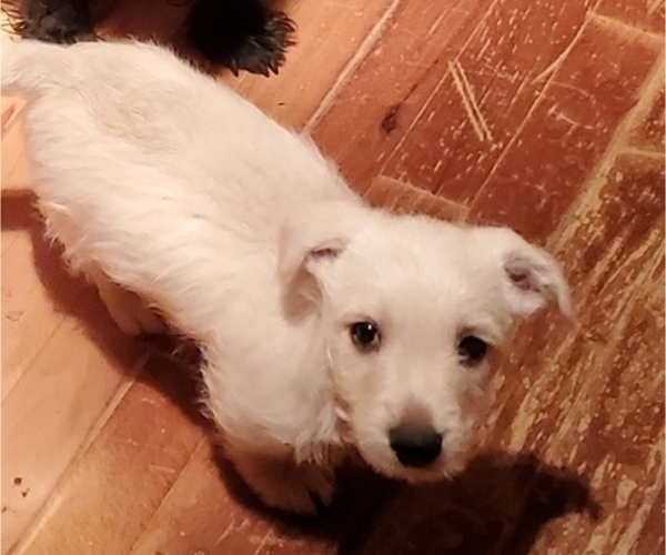 Medium Photo #1 Scoland Terrier Puppy For Sale in PUEBLO, CO, USA