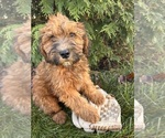 Small #1 Mini Whoodle (Wheaten Terrier/Miniature Poodle)