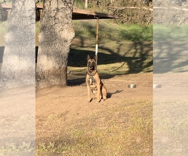 Medium Photo #1 Belgian Malinois Puppy For Sale in SQUAW VALLEY, CA, USA