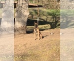 Small Photo #1 Belgian Malinois Puppy For Sale in SQUAW VALLEY, CA, USA