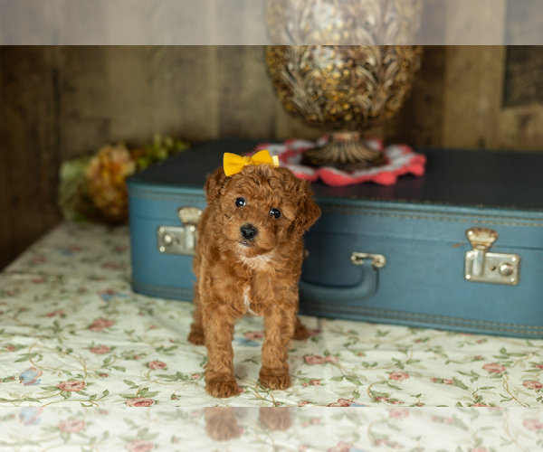 Medium Photo #27 Miniature Labradoodle Puppy For Sale in NAPPANEE, IN, USA