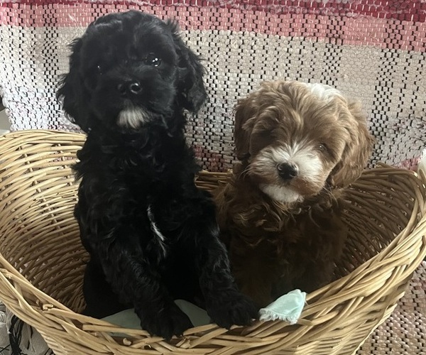 Medium Photo #1 Cavapoo (Miniature) Puppy For Sale in KALONA, IA, USA