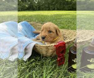 Medium Golden Retriever