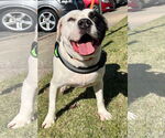 Small #15 American Pit Bull Terrier Mix