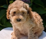 Small Photo #15 Cavapoo Puppy For Sale in GOSHEN, IN, USA