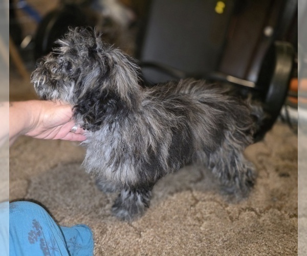 Medium Photo #9 ShihPoo Puppy For Sale in DYERSBURG, TN, USA