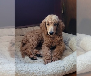 Poodle (Standard) Puppy for sale in WILSON, CT, USA