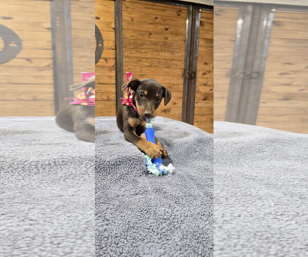 Medium Photo #2 Mutt Puppy For Sale in McKinney, TX, USA