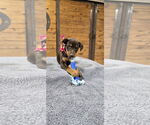 Small #1 Mutt