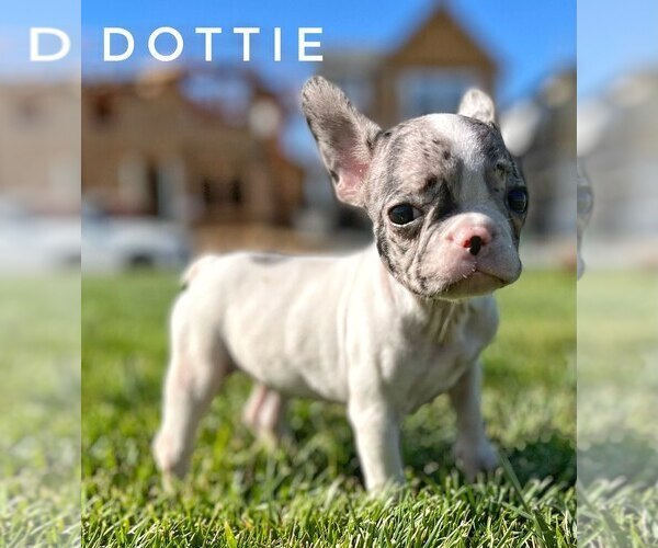 Medium Photo #6 French Bulldog Puppy For Sale in SUISUN CITY, CA, USA