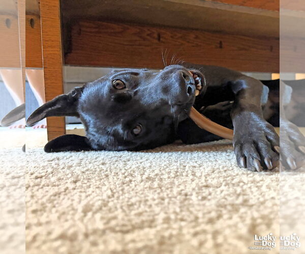 Medium Photo #4 Labrador Retriever-Unknown Mix Puppy For Sale in Washington, DC, USA